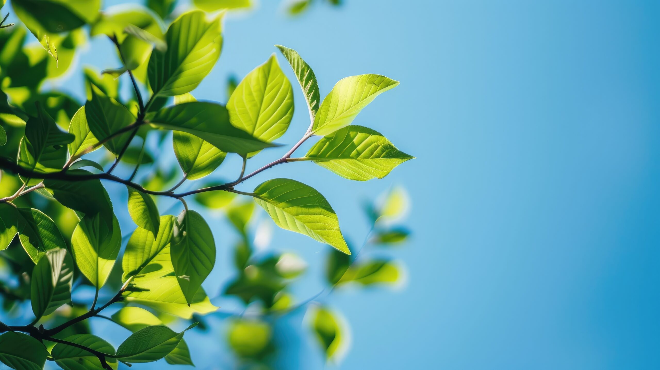 樹木葬・散骨と手元供養をセットで考える