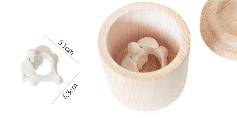 のど仏の大きさ