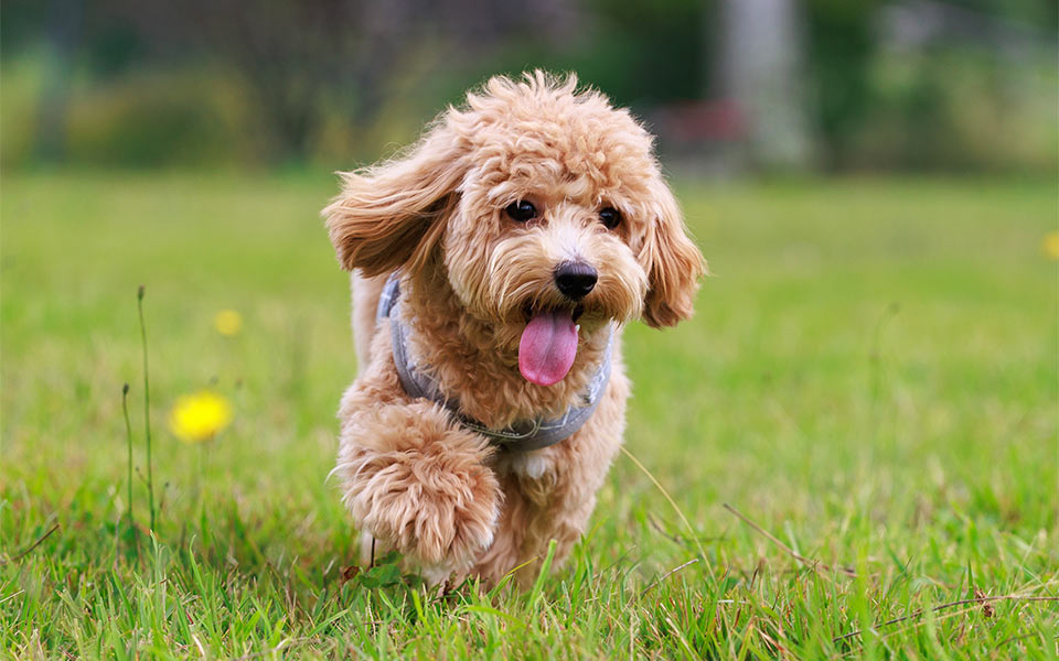 ペットの供養方法